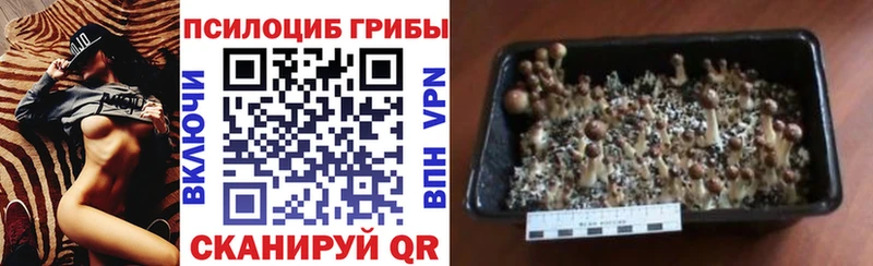 Галлюциногенные грибы Psilocybe  как найти закладки  Качканар 